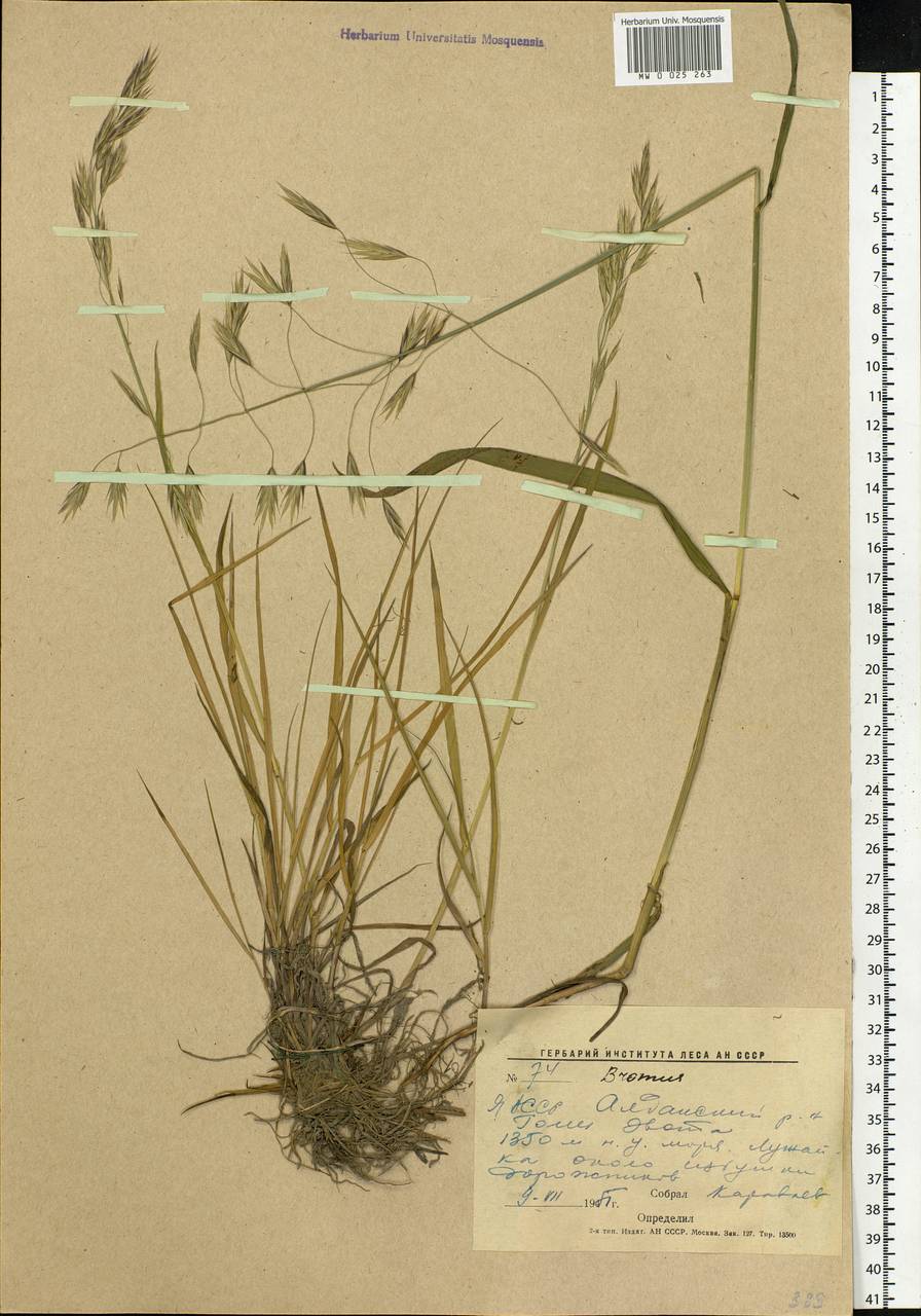 Bromus, Siberia, Yakutia (S5) (Russia)