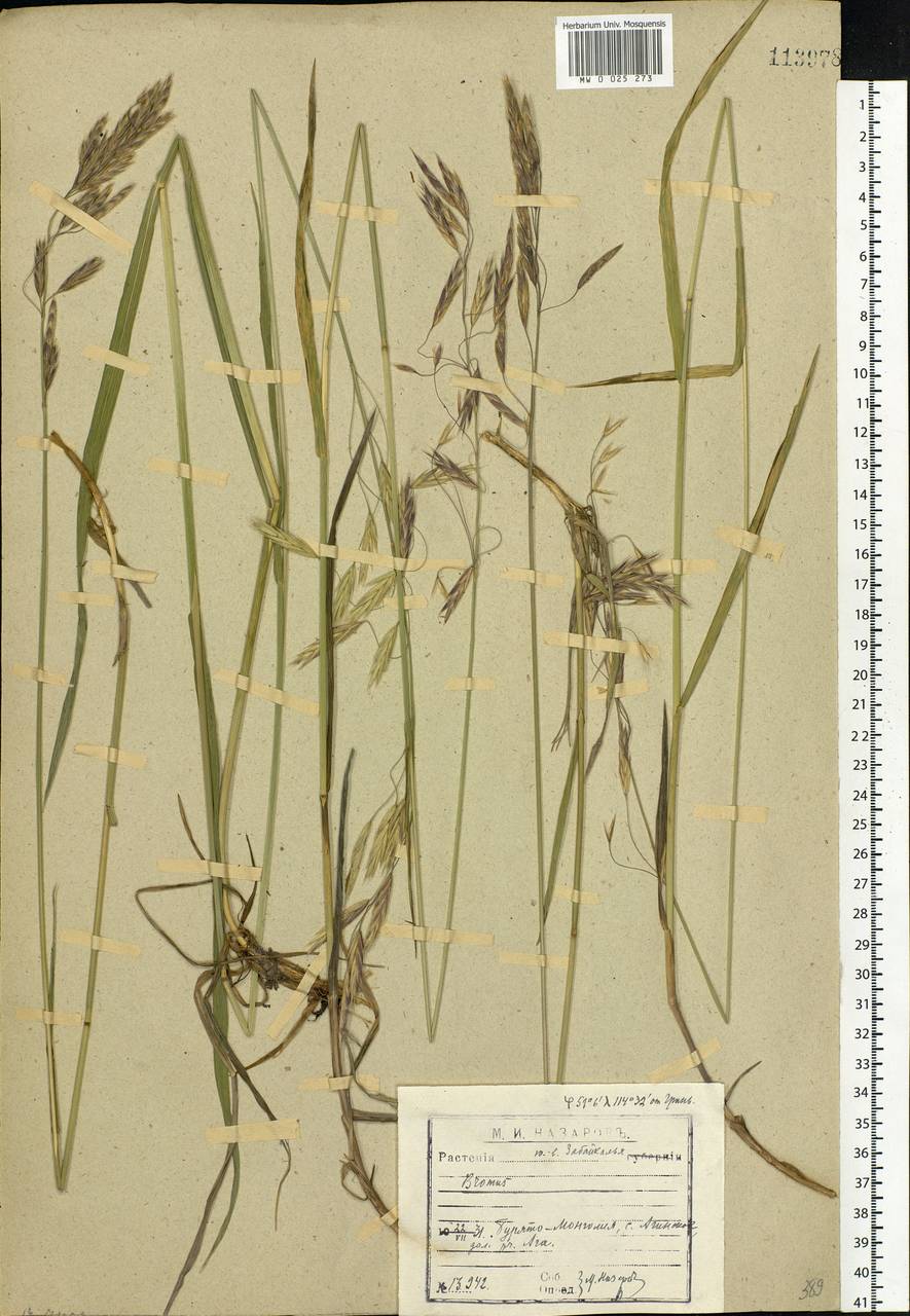 Bromus, Siberia, Baikal & Transbaikal region (S4) (Russia)