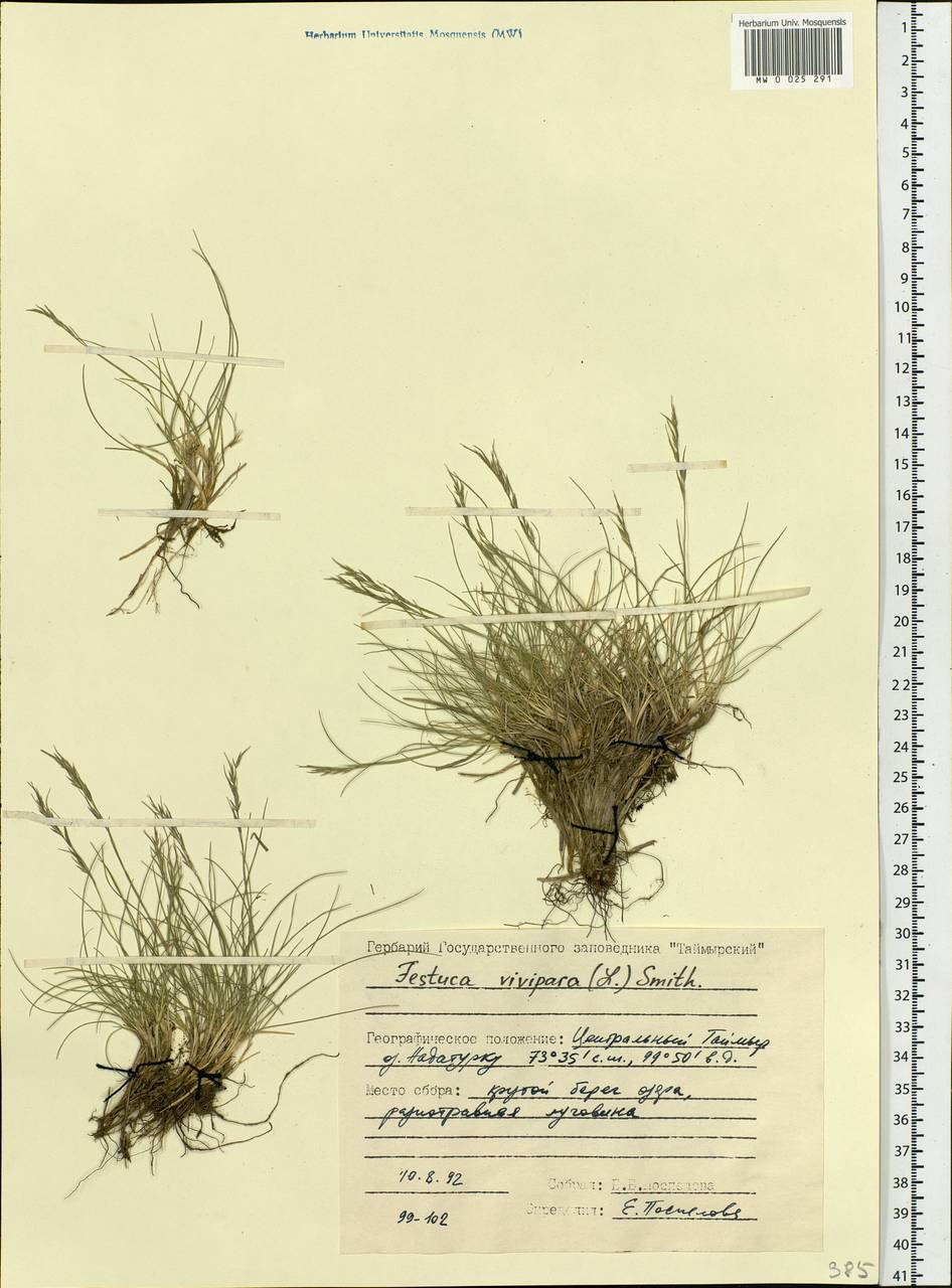 Festuca vivipara (L.) Sm., Siberia, Central Siberia (S3) (Russia)