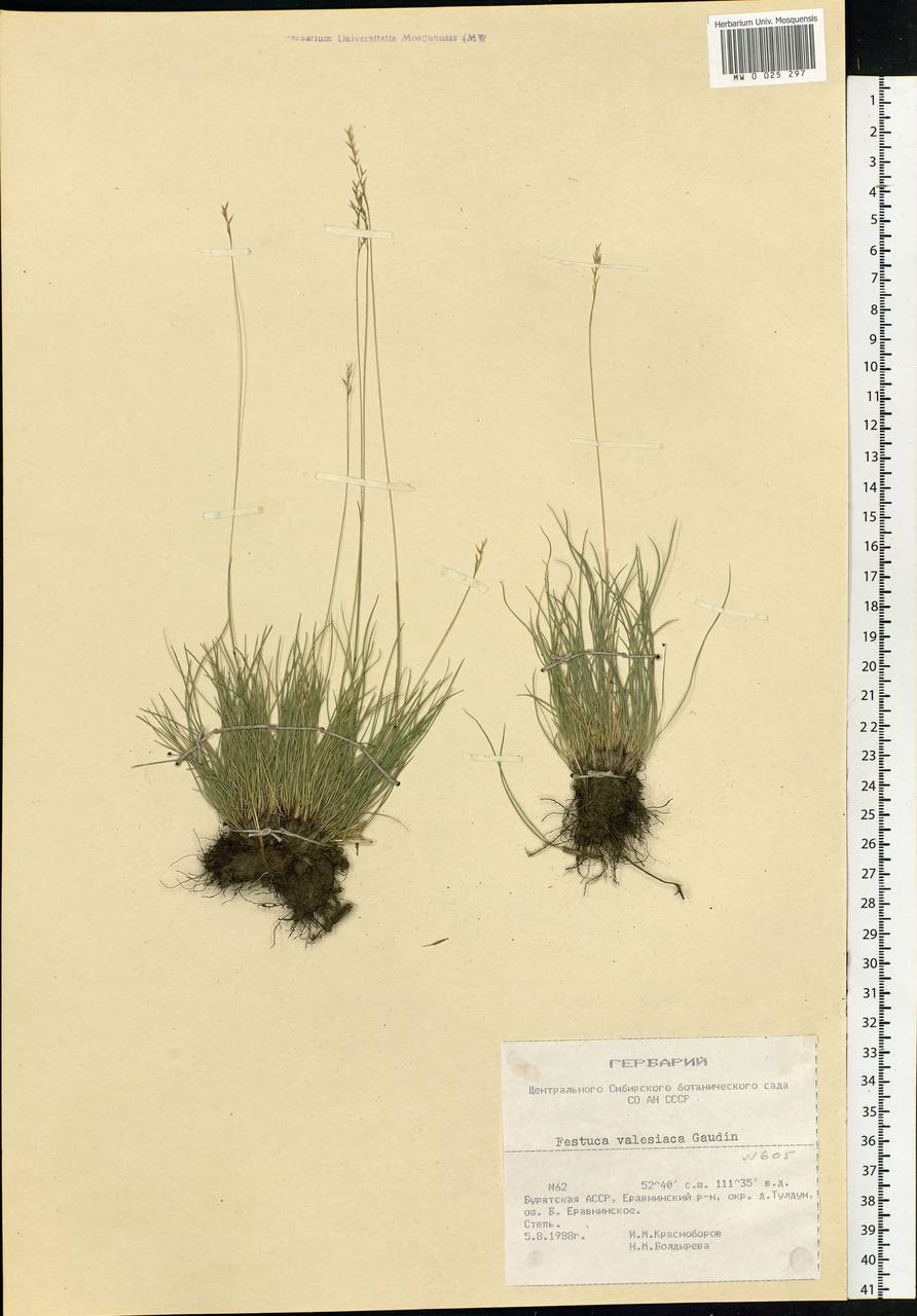 Festuca valesiaca Schleich. ex Gaudin, Siberia, Baikal & Transbaikal region (S4) (Russia)