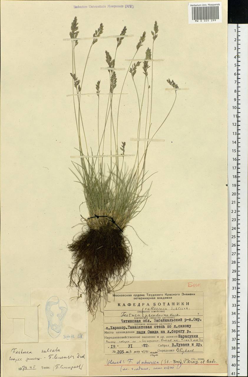Festuca valesiaca Schleich. ex Gaudin, Siberia, Baikal & Transbaikal region (S4) (Russia)