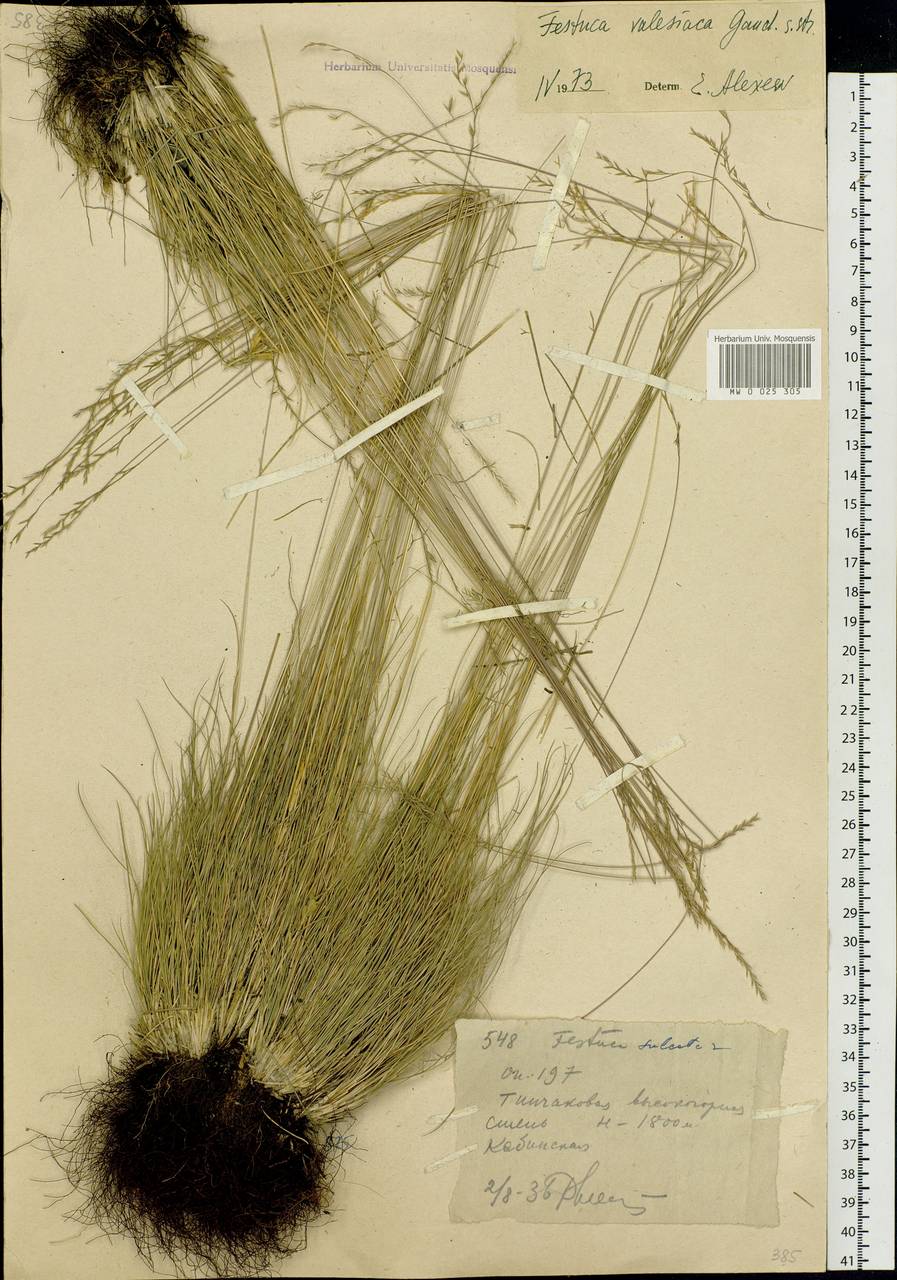 Festuca valesiaca Schleich. ex Gaudin, Siberia, Western (Kazakhstan) Altai Mountains (S2a) (Kazakhstan)