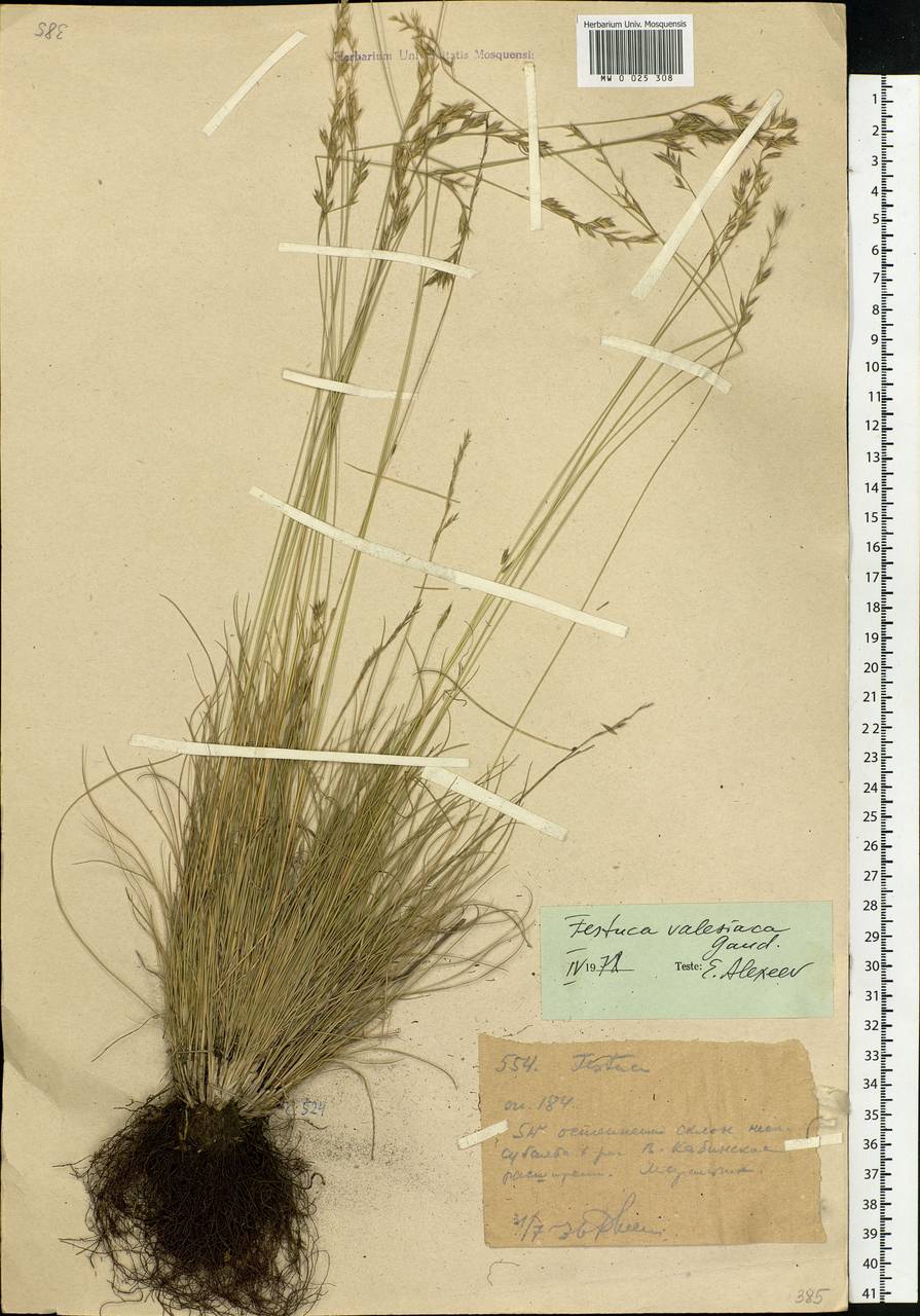 Festuca valesiaca Schleich. ex Gaudin, Siberia, Western (Kazakhstan) Altai Mountains (S2a) (Kazakhstan)