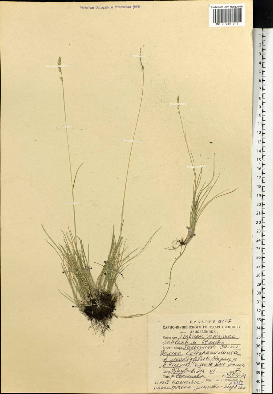 Festuca valesiaca Schleich. ex Gaudin, Siberia, Altai & Sayany Mountains (S2) (Russia)