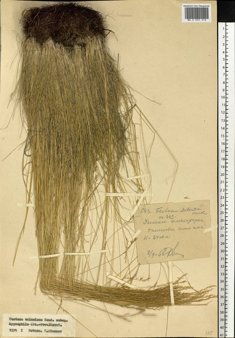 Festuca valesiaca Schleich. ex Gaudin, Siberia, Altai & Sayany Mountains (S2) (Russia)