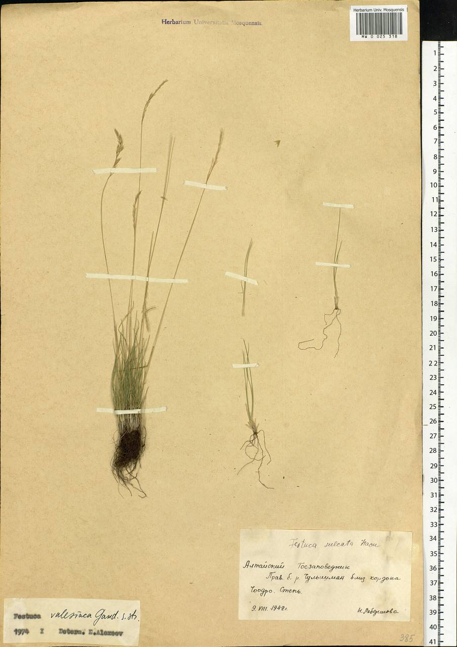 Festuca valesiaca Schleich. ex Gaudin, Siberia, Altai & Sayany Mountains (S2) (Russia)