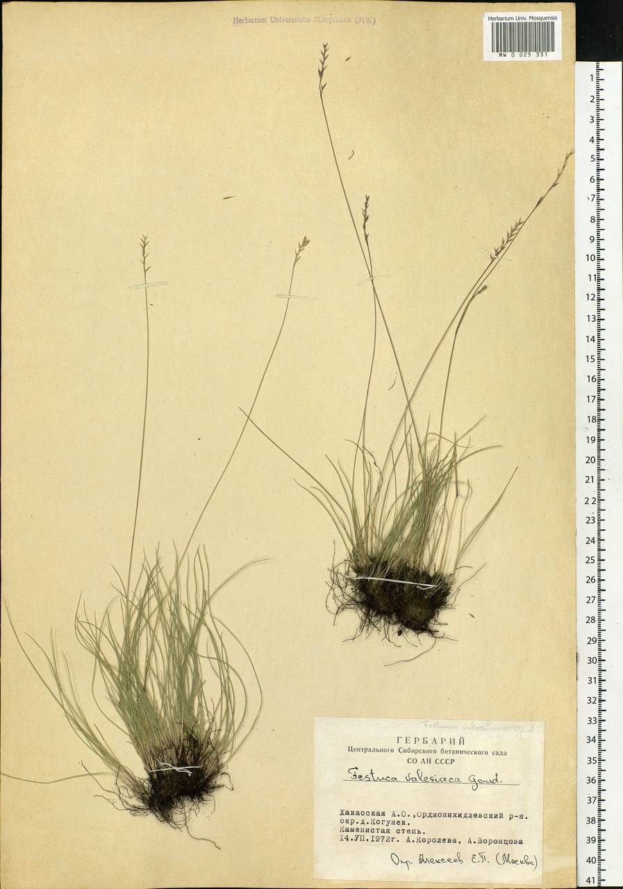 Festuca valesiaca Schleich. ex Gaudin, Siberia, Altai & Sayany Mountains (S2) (Russia)
