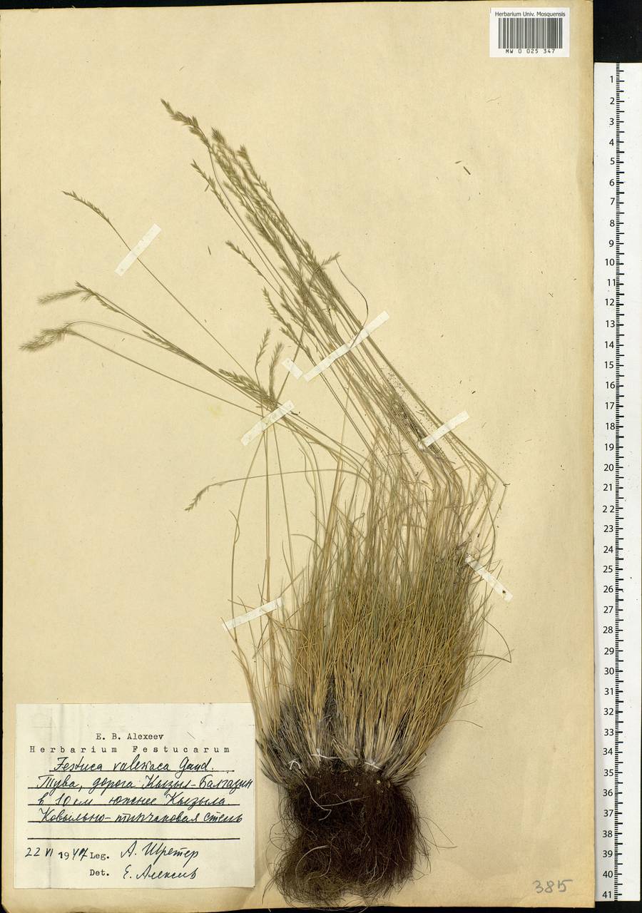 Festuca valesiaca Schleich. ex Gaudin, Siberia, Altai & Sayany Mountains (S2) (Russia)