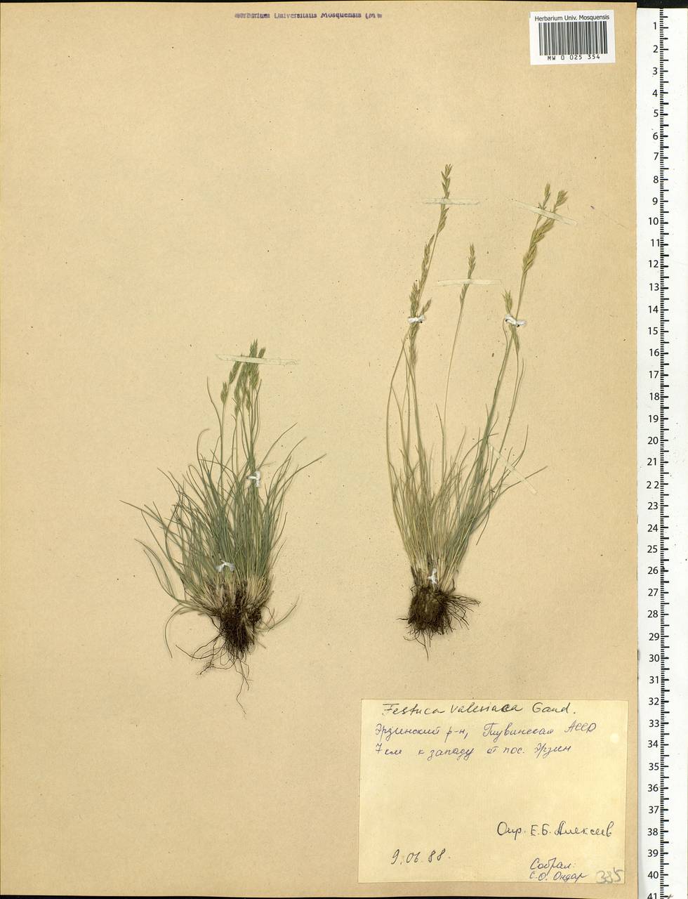 Festuca valesiaca Schleich. ex Gaudin, Siberia, Altai & Sayany Mountains (S2) (Russia)