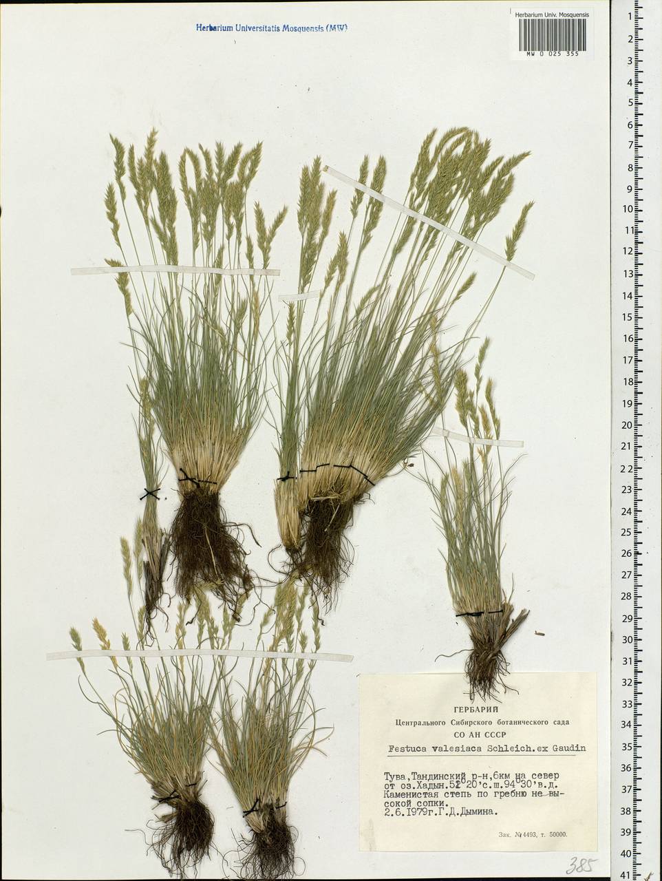 Festuca valesiaca Schleich. ex Gaudin, Siberia, Altai & Sayany Mountains (S2) (Russia)