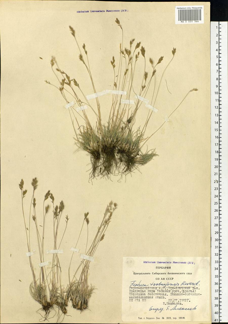 Festuca tschujensis Reverd., Siberia, Altai & Sayany Mountains (S2) (Russia)