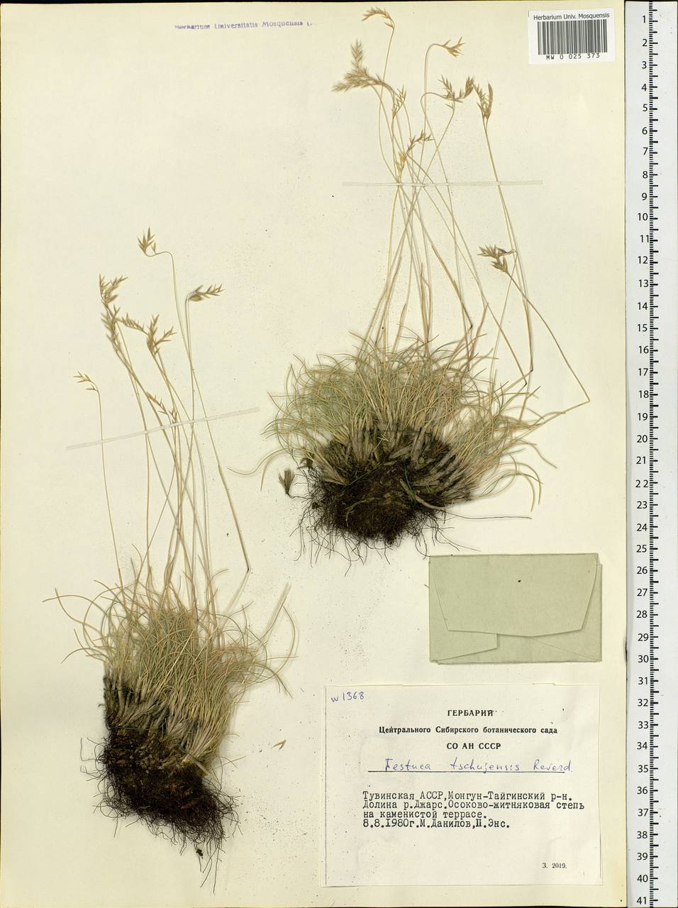 Festuca tschujensis Reverd., Siberia, Altai & Sayany Mountains (S2) (Russia)