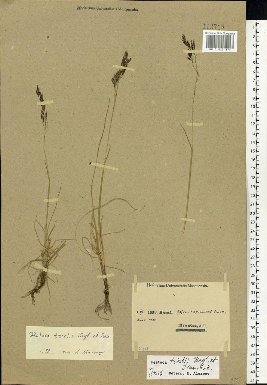 Festuca tristis Krylov & Ivanitzk., Siberia, Western (Kazakhstan) Altai Mountains (S2a) (Kazakhstan)
