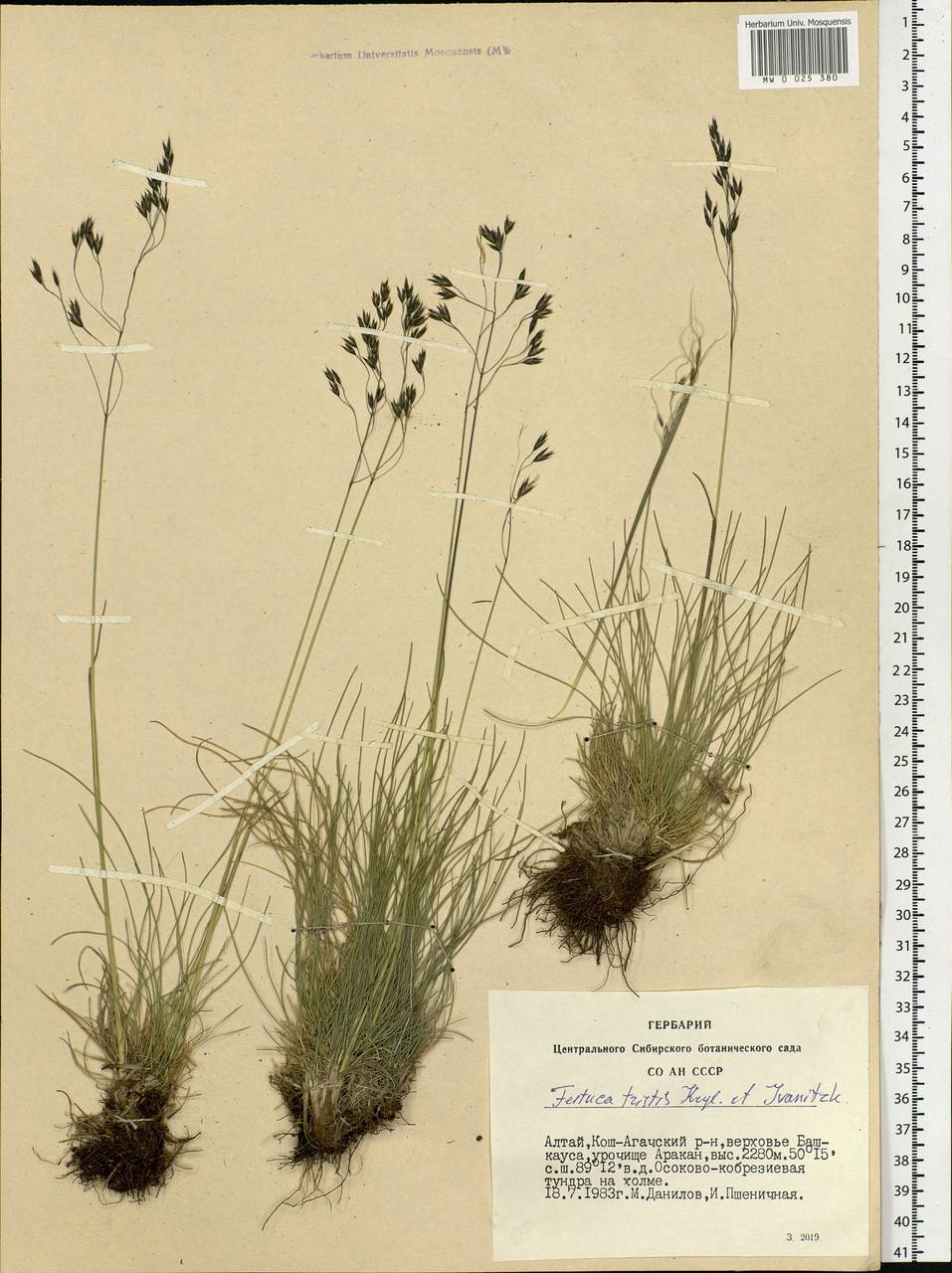 Festuca tristis Krylov & Ivanitzk., Siberia, Altai & Sayany Mountains (S2) (Russia)