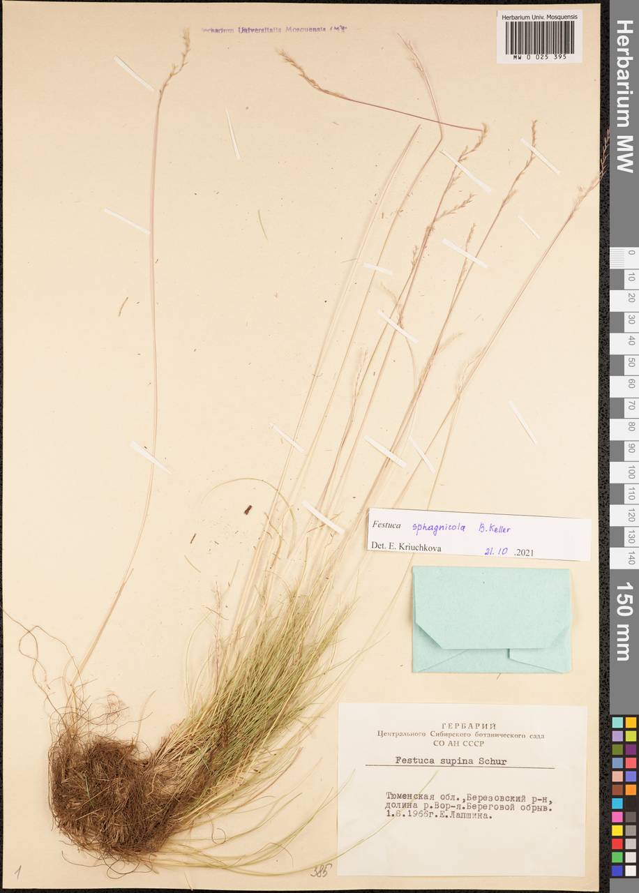 Festuca ovina L., Siberia, Western Siberia (S1) (Russia)