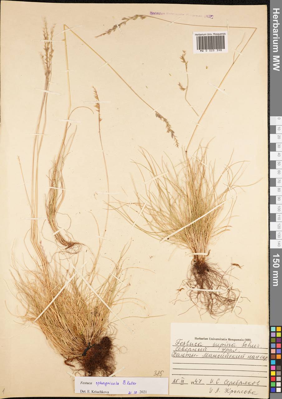 Festuca ovina L., Siberia, Western Siberia (S1) (Russia)