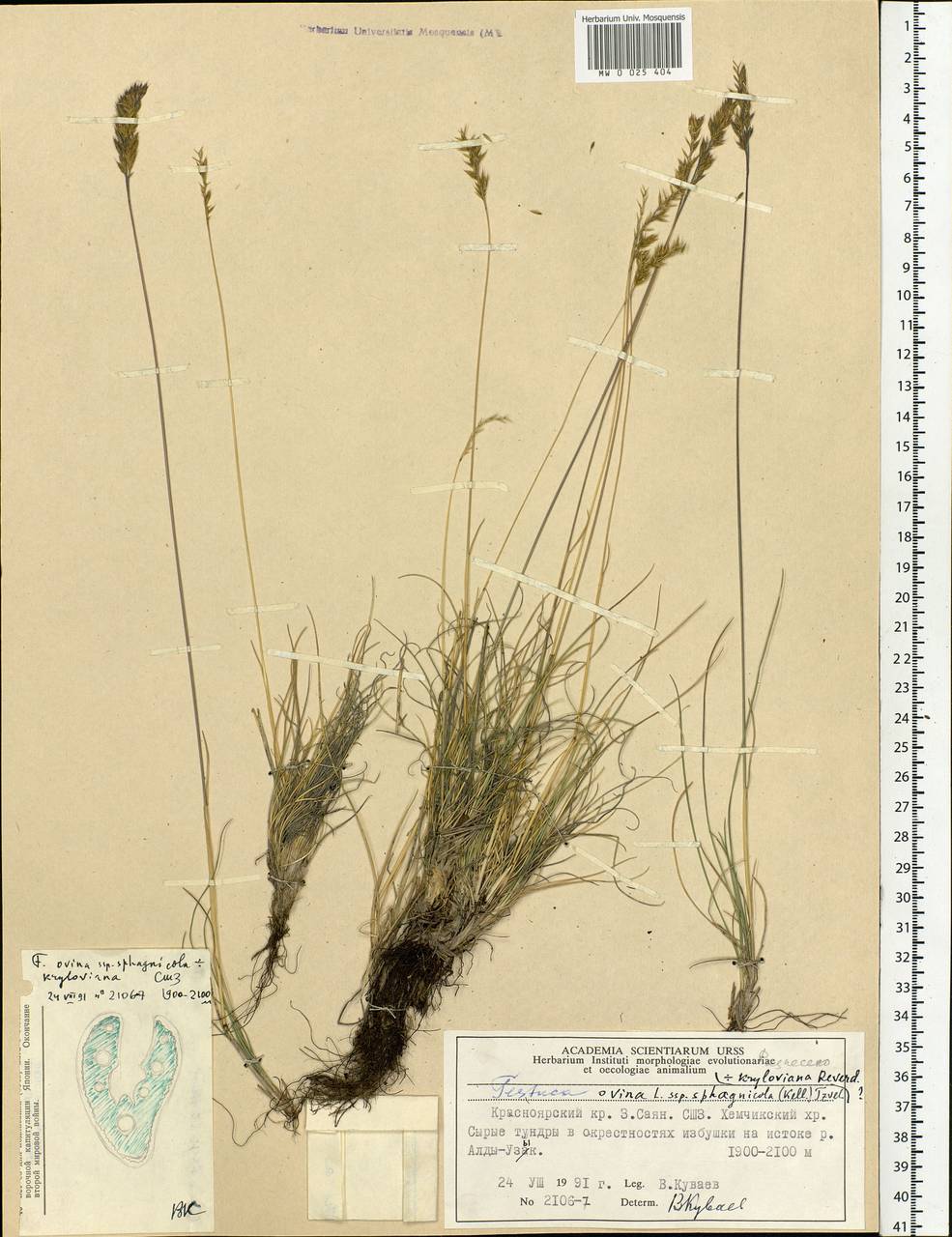 Festuca ovina L., Siberia, Altai & Sayany Mountains (S2) (Russia)