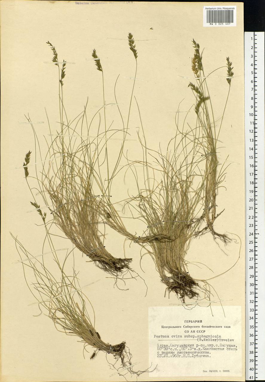 Festuca ovina L., Siberia, Altai & Sayany Mountains (S2) (Russia)