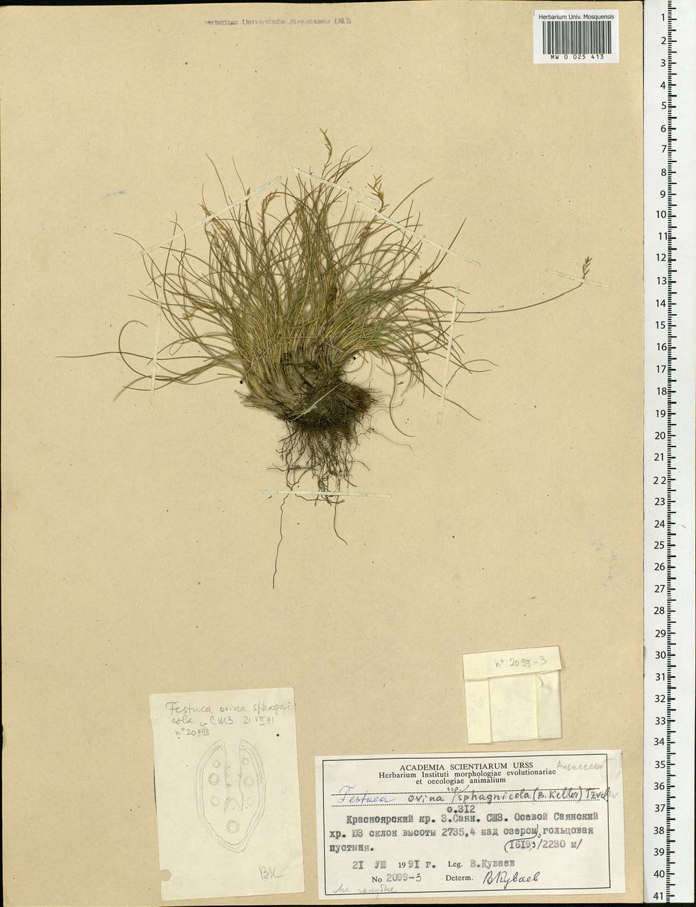 Festuca ovina L., Siberia, Altai & Sayany Mountains (S2) (Russia)