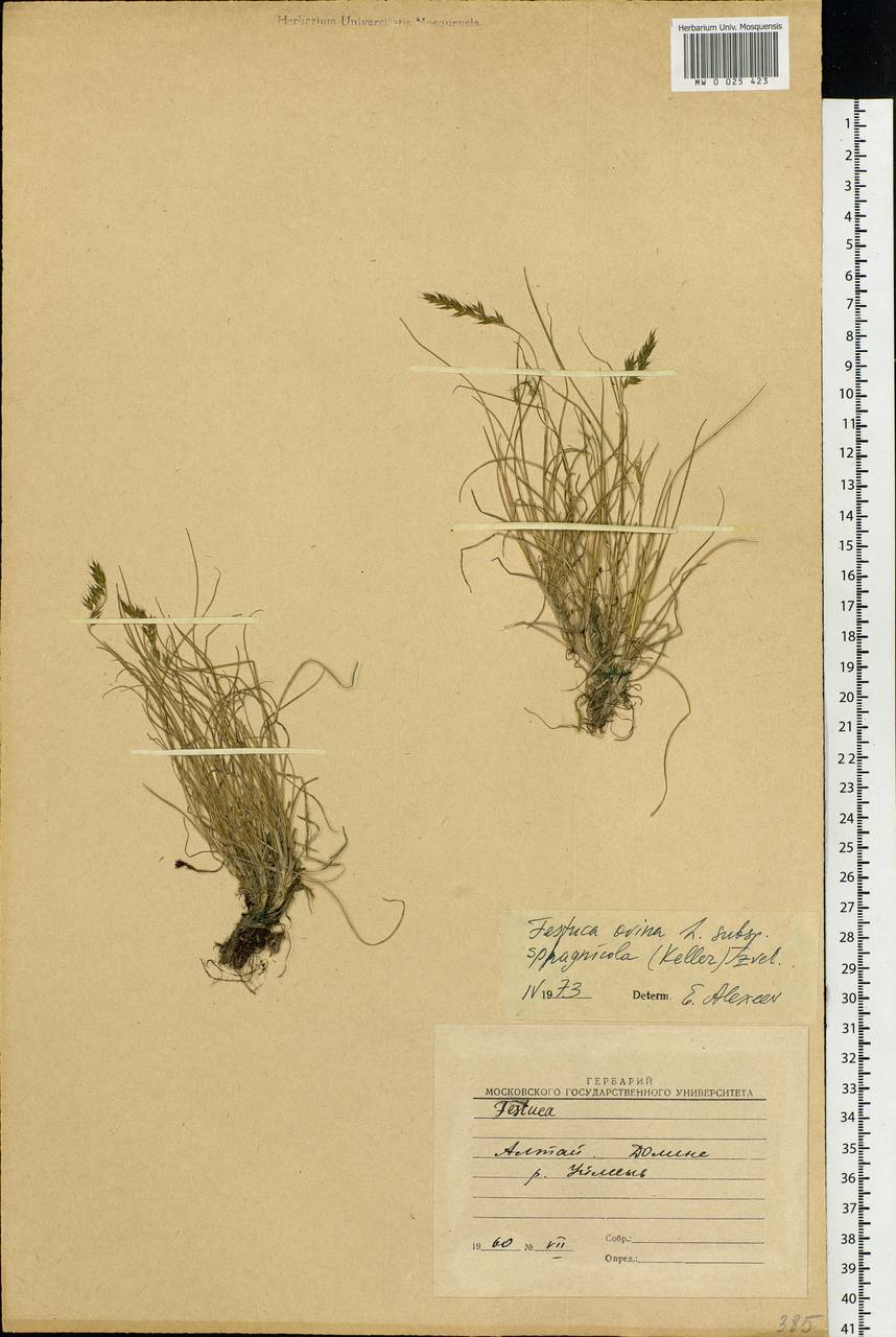 Festuca ovina L., Siberia, Altai & Sayany Mountains (S2) (Russia)