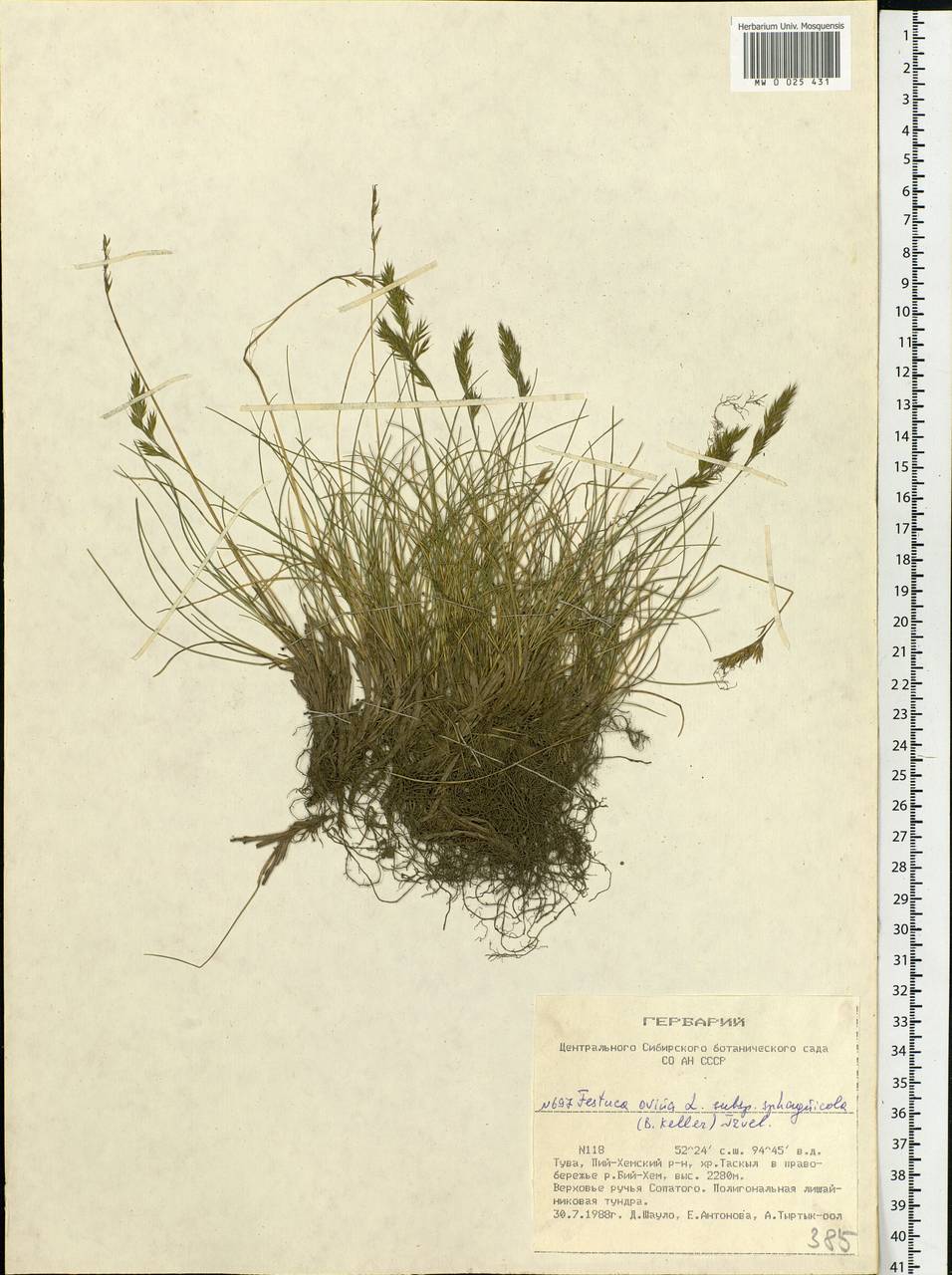 Festuca ovina L., Siberia, Altai & Sayany Mountains (S2) (Russia)