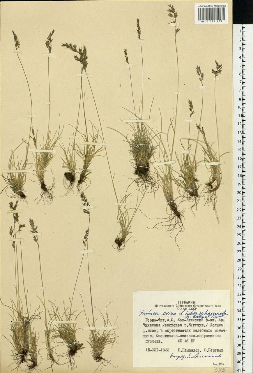 Festuca ovina L., Siberia, Altai & Sayany Mountains (S2) (Russia)
