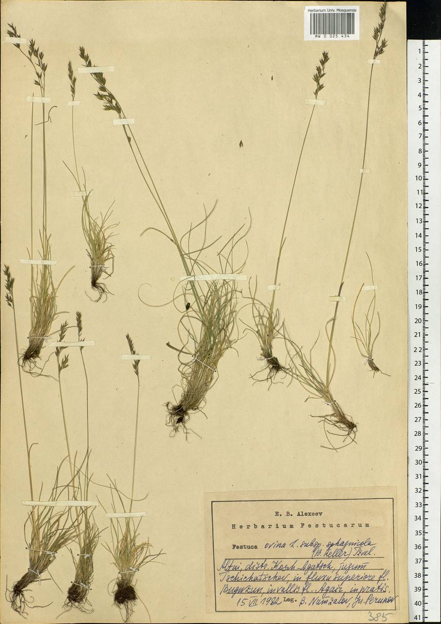 Festuca ovina L., Siberia, Altai & Sayany Mountains (S2) (Russia)