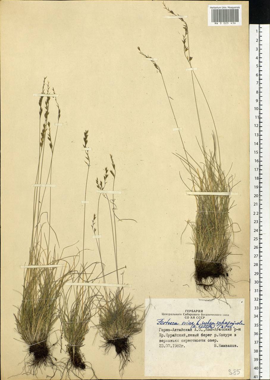 Festuca ovina L., Siberia, Altai & Sayany Mountains (S2) (Russia)