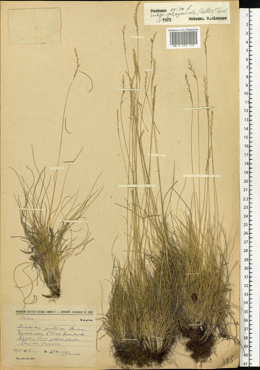 Festuca ovina L., Siberia, Altai & Sayany Mountains (S2) (Russia)