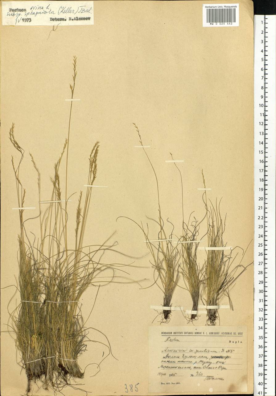 Festuca ovina L., Siberia, Altai & Sayany Mountains (S2) (Russia)