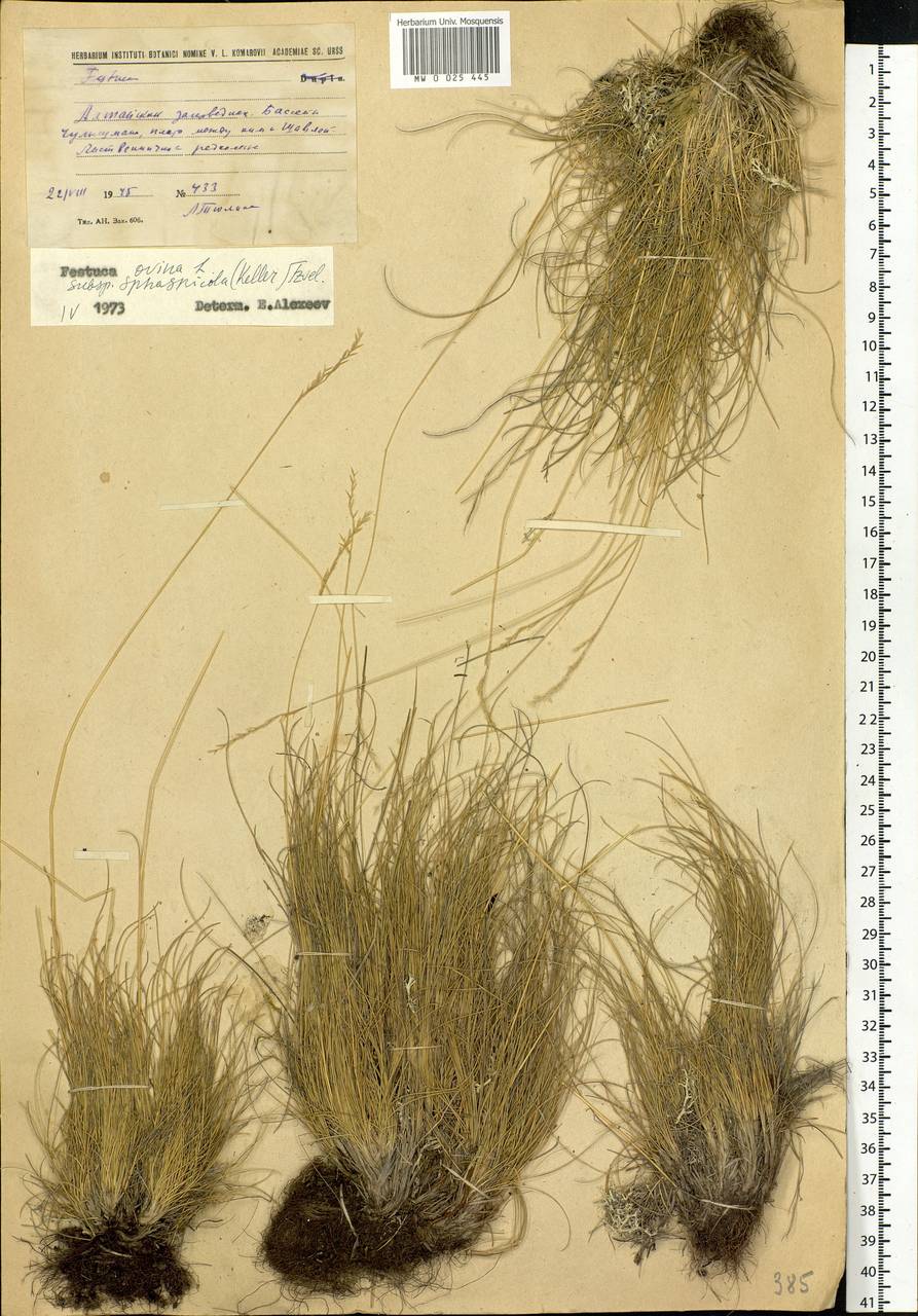 Festuca ovina L., Siberia, Altai & Sayany Mountains (S2) (Russia)