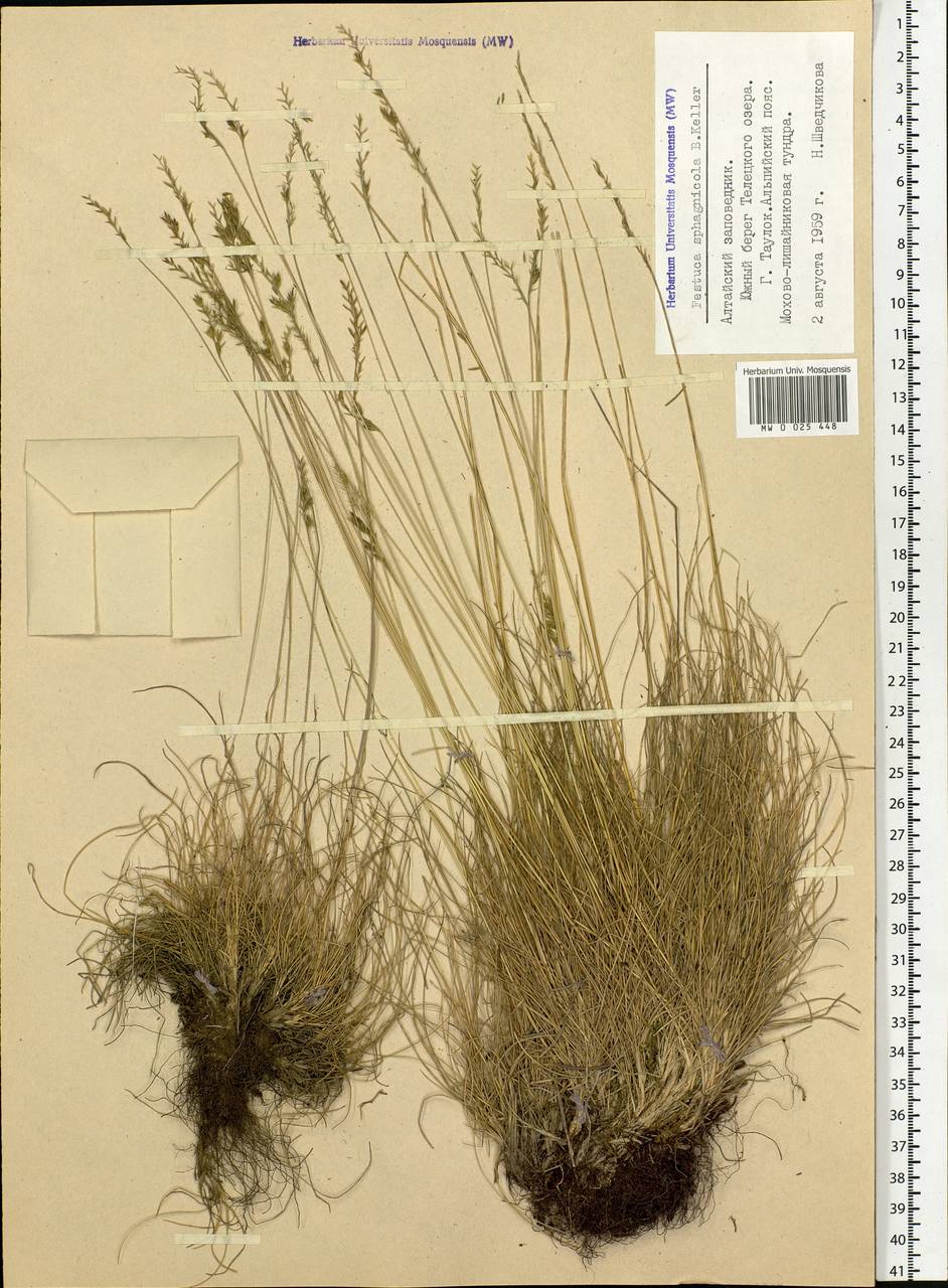 Festuca ovina L., Siberia, Altai & Sayany Mountains (S2) (Russia)