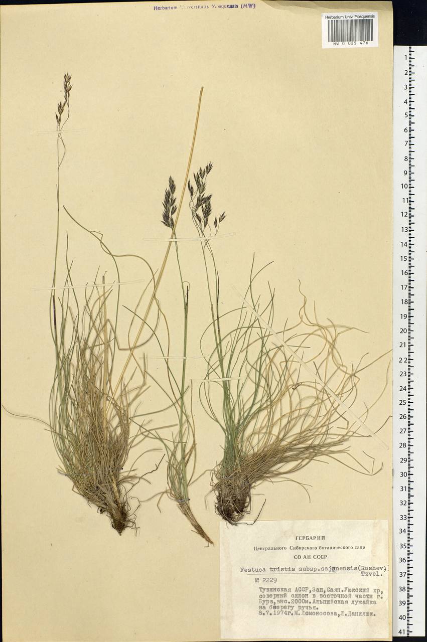 Festuca tristis Krylov & Ivanitzk., Siberia, Altai & Sayany Mountains (S2) (Russia)