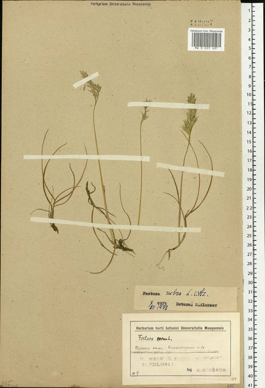 Festuca rubra L., Siberia, Chukotka & Kamchatka (S7) (Russia)