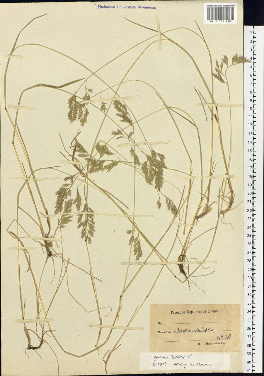 Festuca rubra L., Siberia, Chukotka & Kamchatka (S7) (Russia)