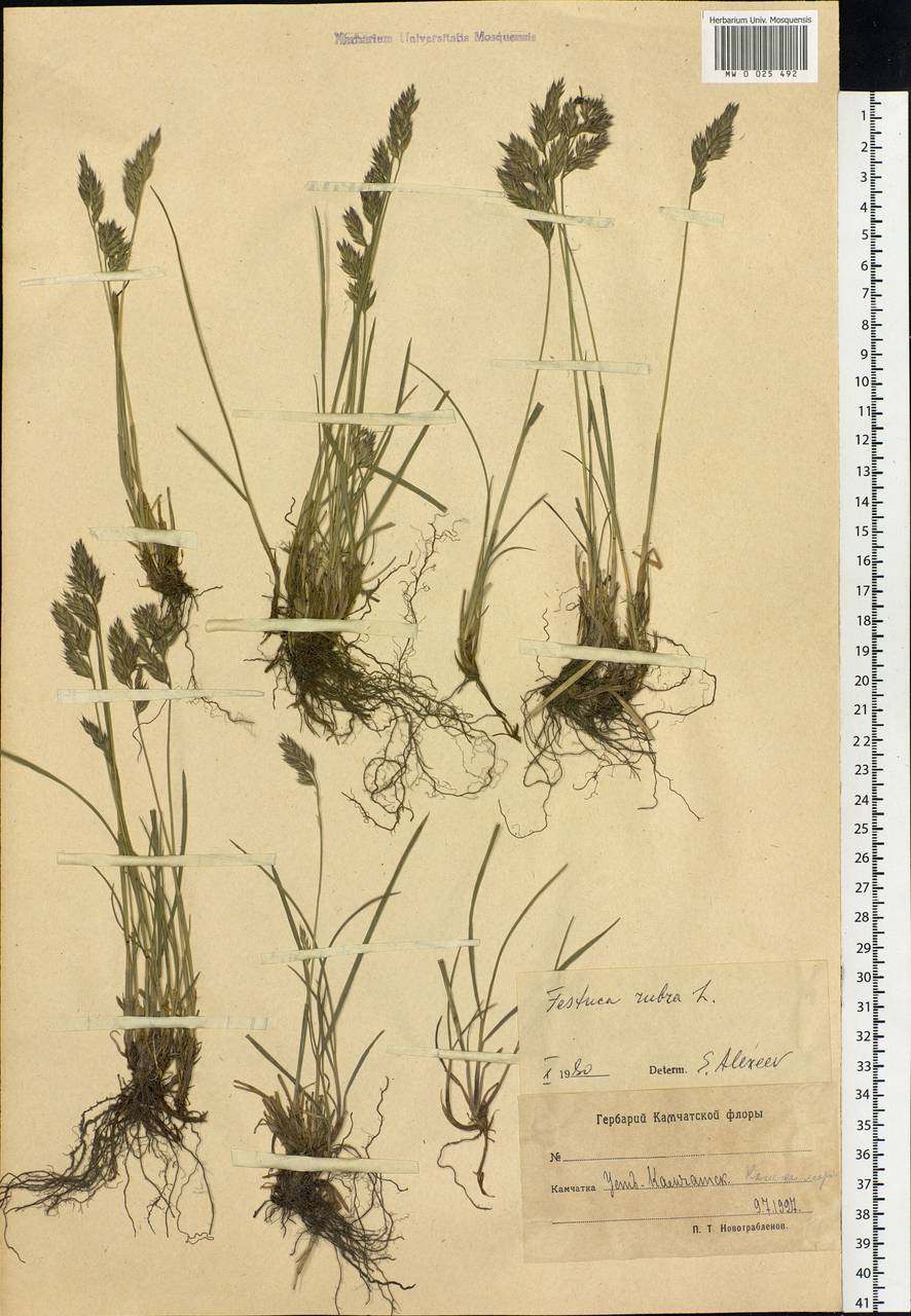 Festuca rubra L., Siberia, Chukotka & Kamchatka (S7) (Russia)
