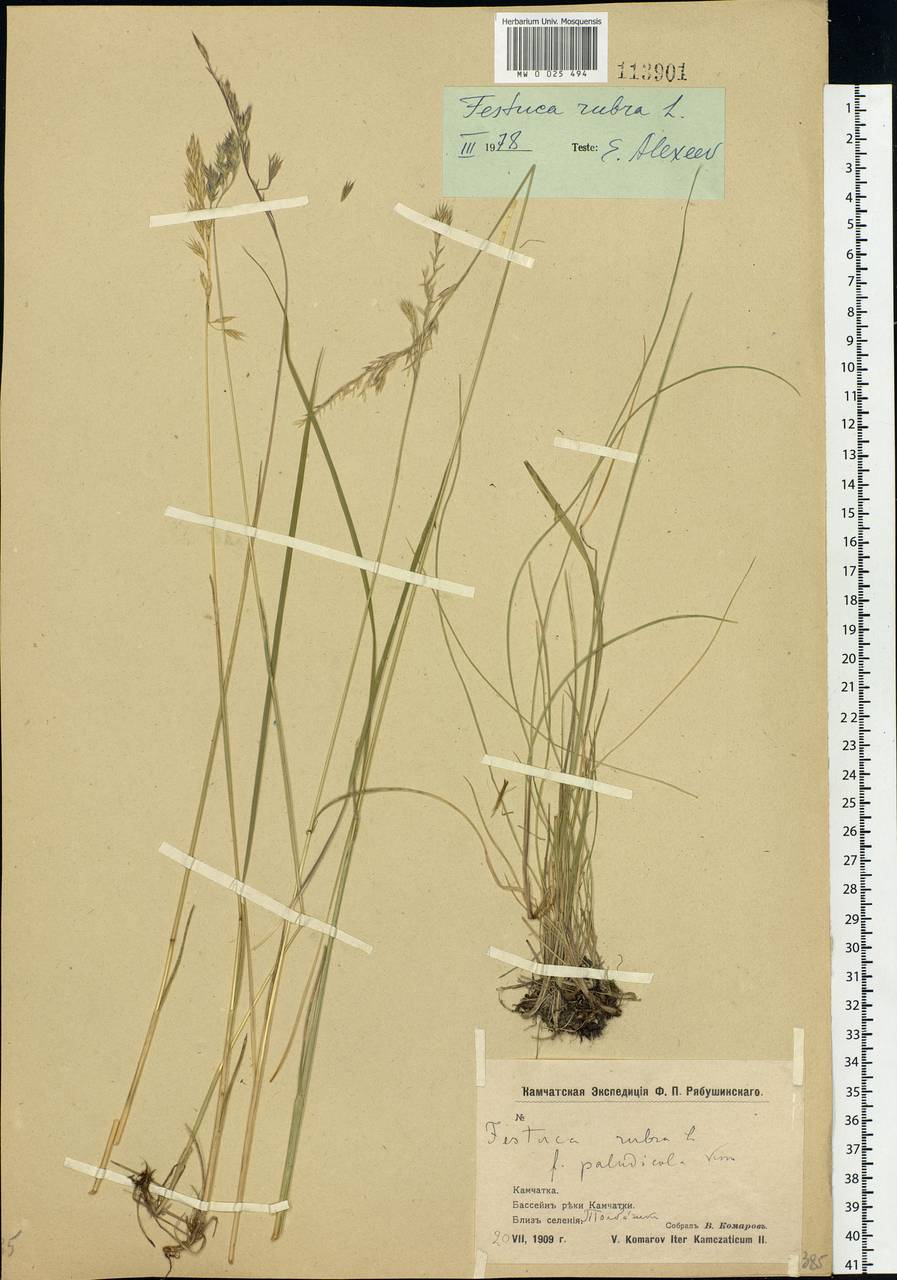 Festuca rubra L., Siberia, Chukotka & Kamchatka (S7) (Russia)