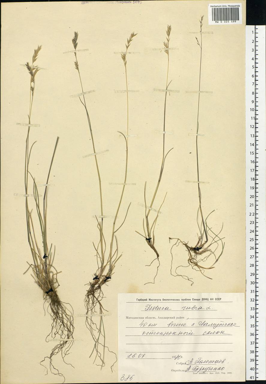 Festuca rubra L., Siberia, Chukotka & Kamchatka (S7) (Russia)