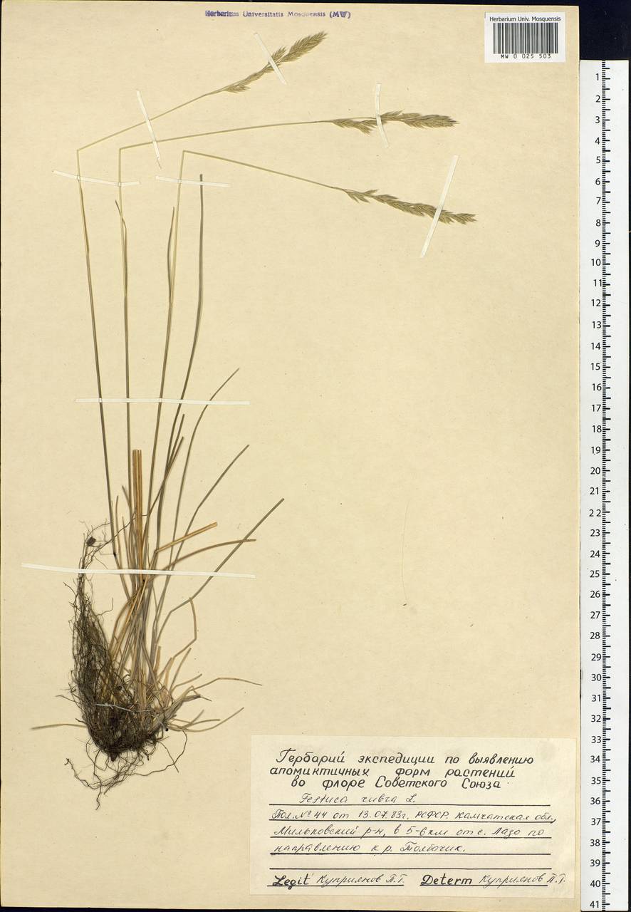 Festuca rubra L., Siberia, Chukotka & Kamchatka (S7) (Russia)