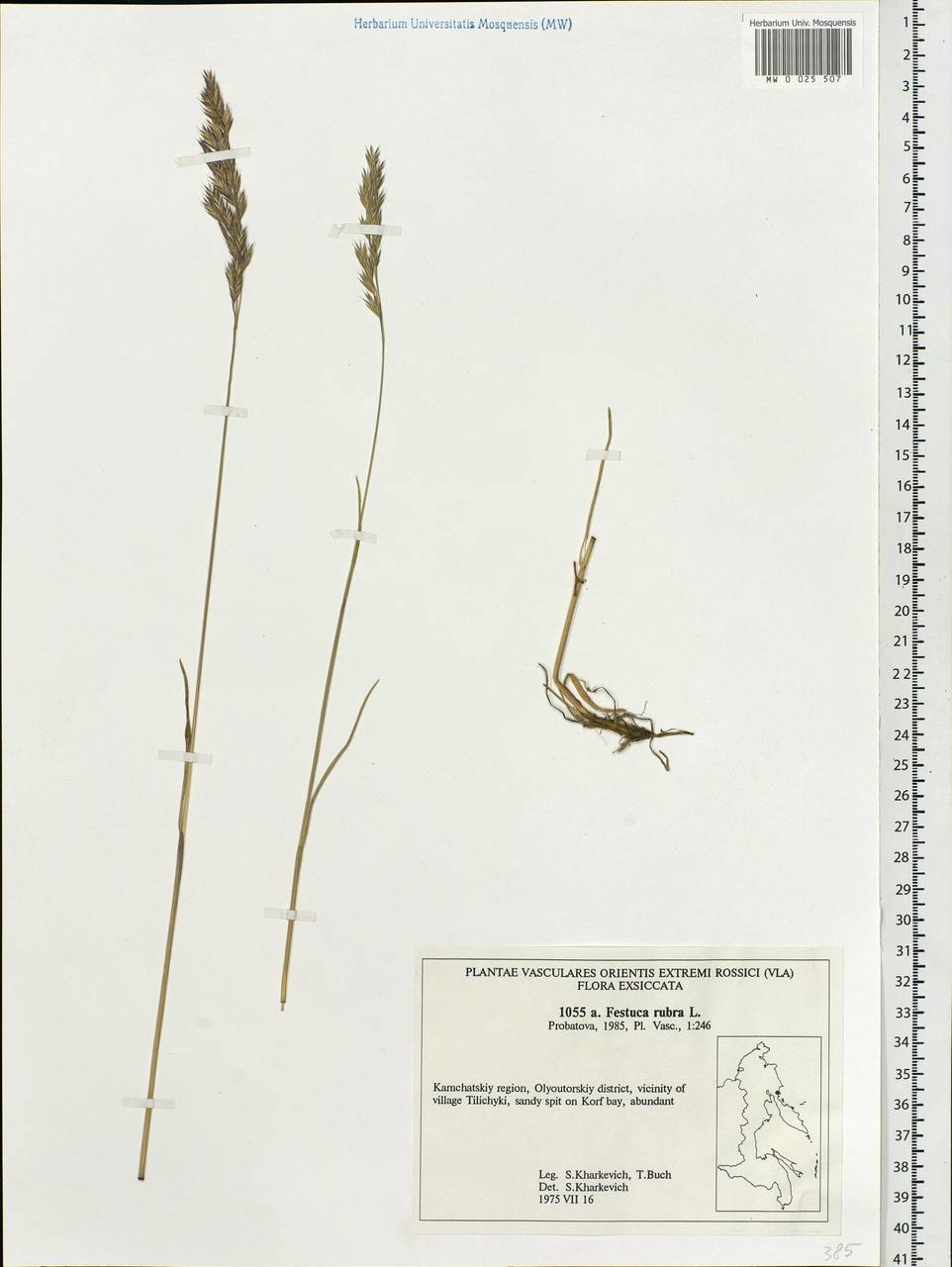 Festuca rubra L., Siberia, Chukotka & Kamchatka (S7) (Russia)