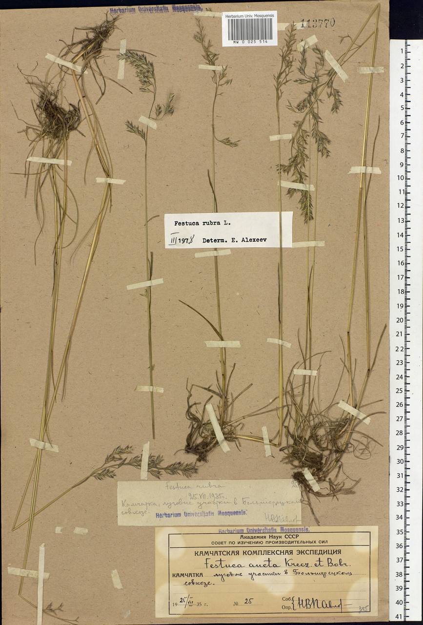 Festuca rubra L., Siberia, Chukotka & Kamchatka (S7) (Russia)