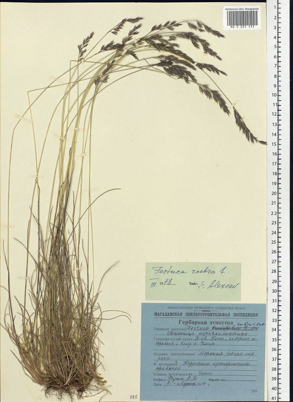 Festuca rubra L., Siberia, Chukotka & Kamchatka (S7) (Russia)