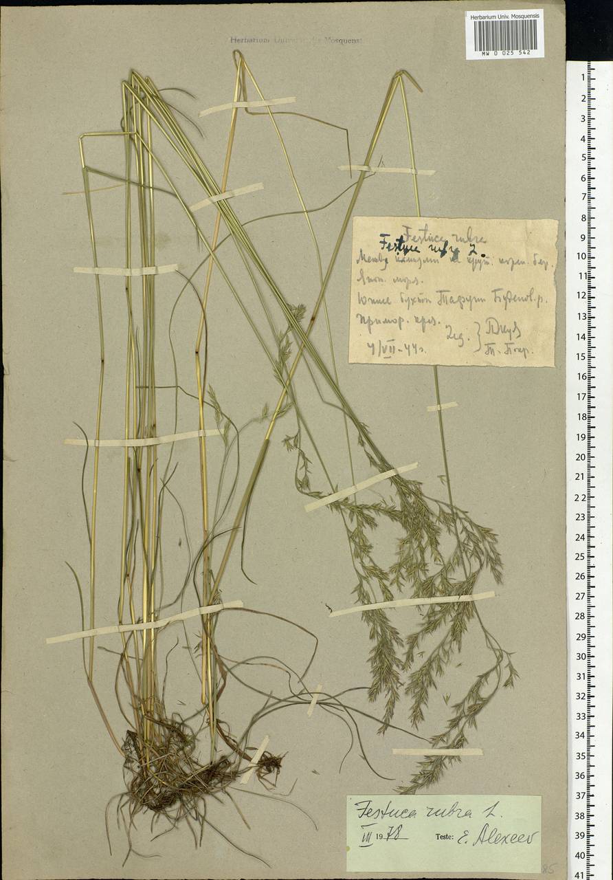 Festuca rubra L., Siberia, Russian Far East (S6) (Russia)