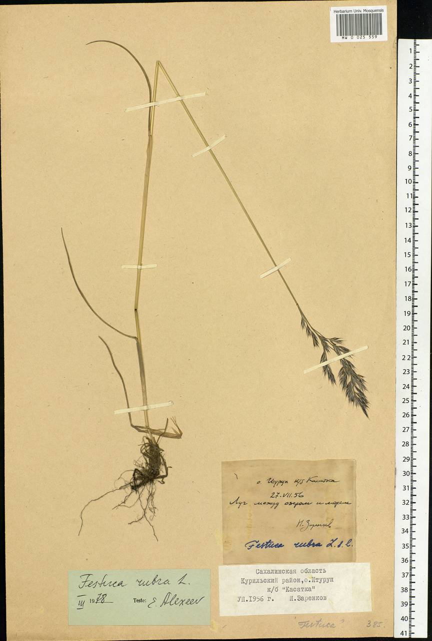 Festuca rubra L., Siberia, Russian Far East (S6) (Russia)