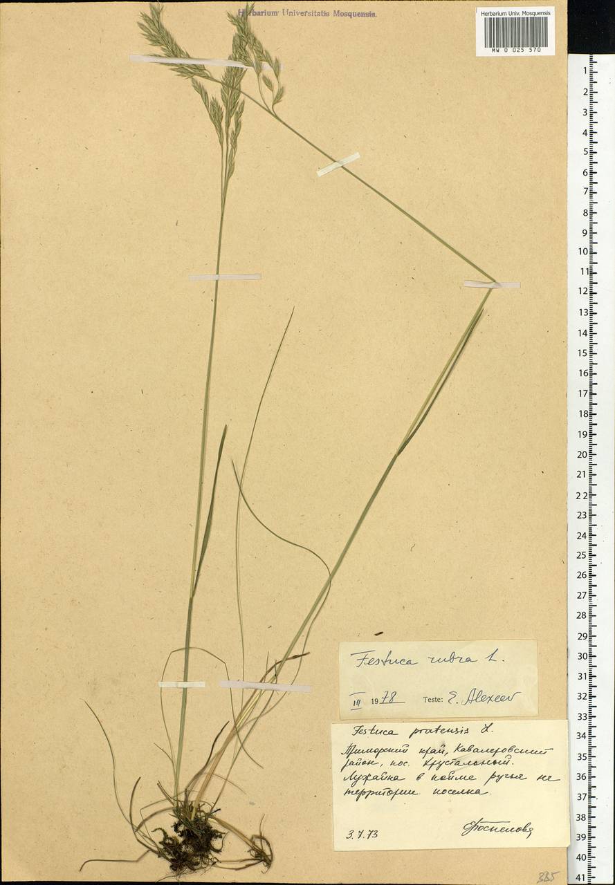 Festuca rubra L., Siberia, Russian Far East (S6) (Russia)