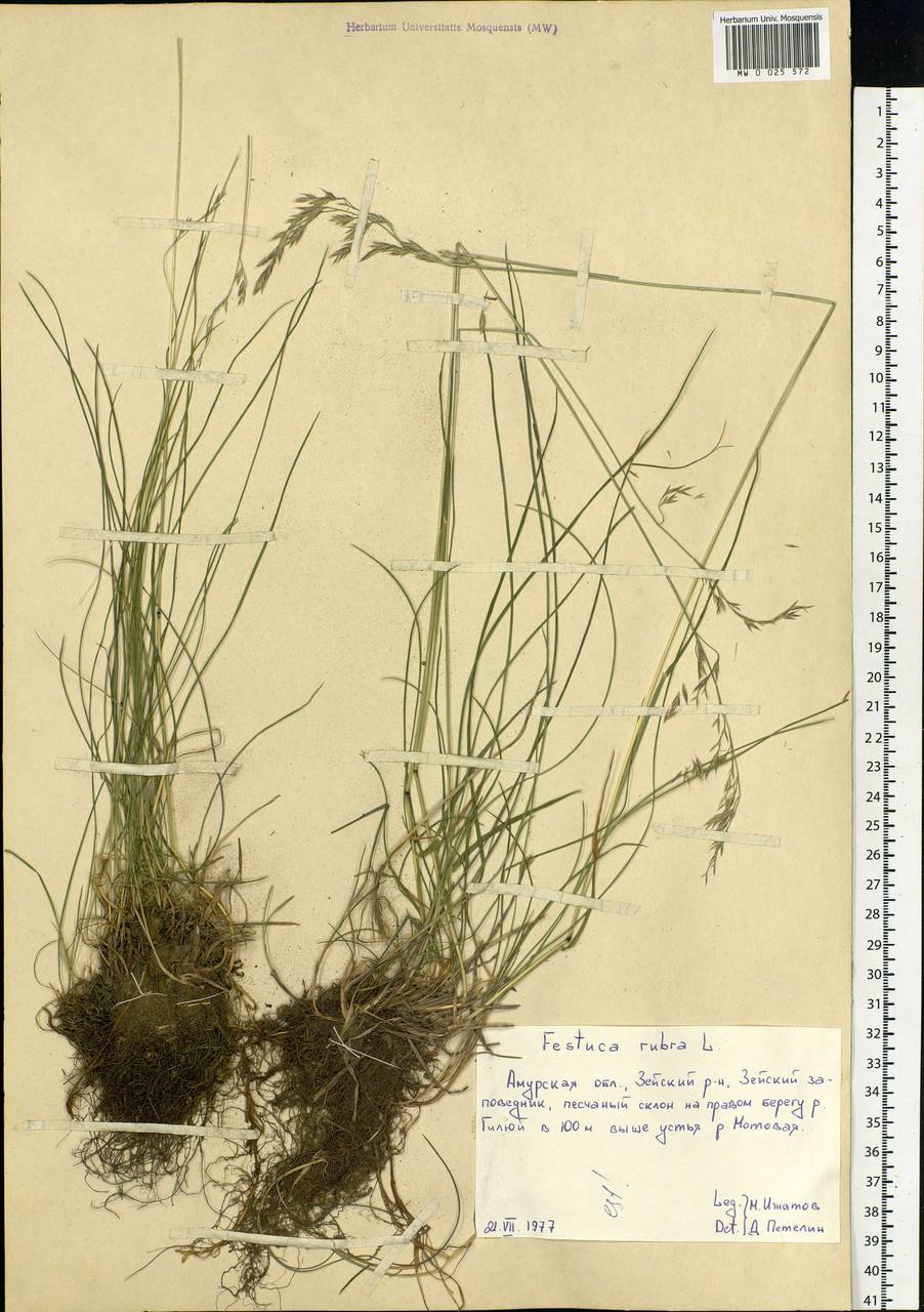 Festuca rubra L., Siberia, Russian Far East (S6) (Russia)