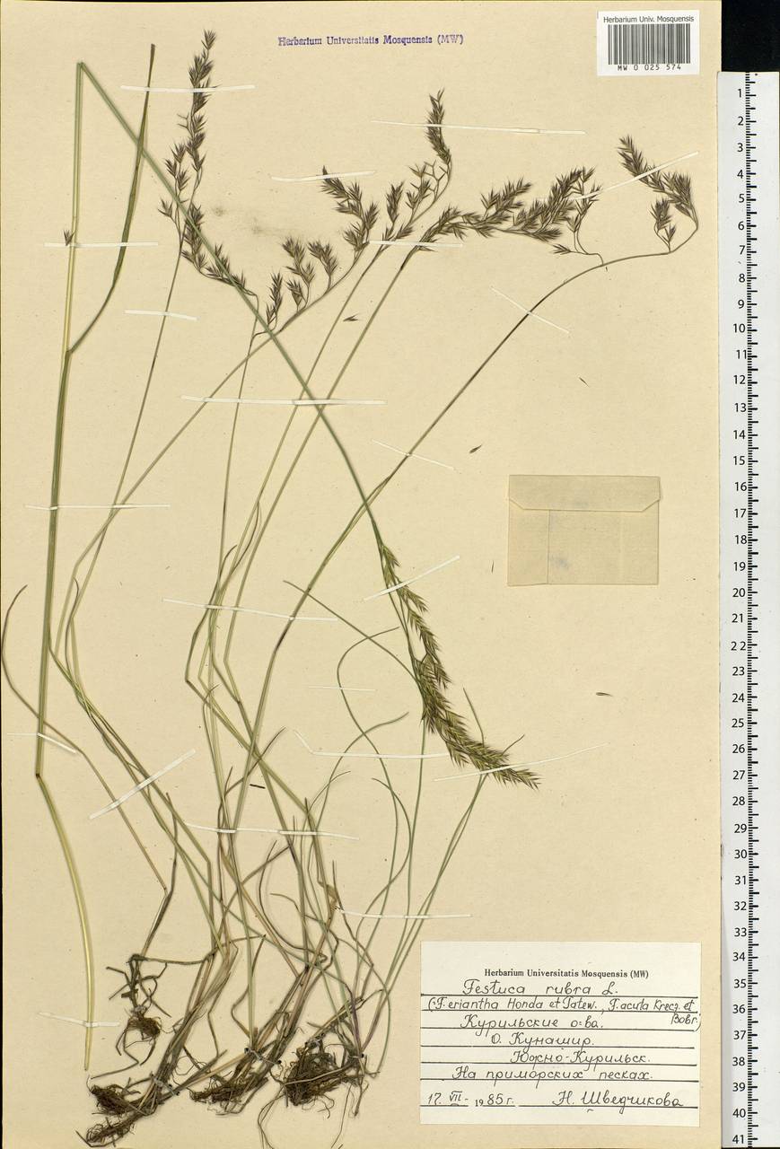 Festuca rubra L., Siberia, Russian Far East (S6) (Russia)