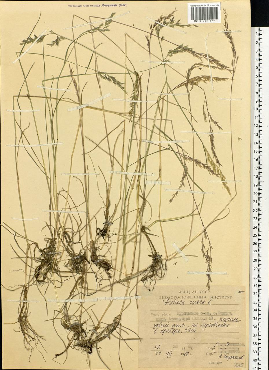 Festuca rubra L., Siberia, Russian Far East (S6) (Russia)