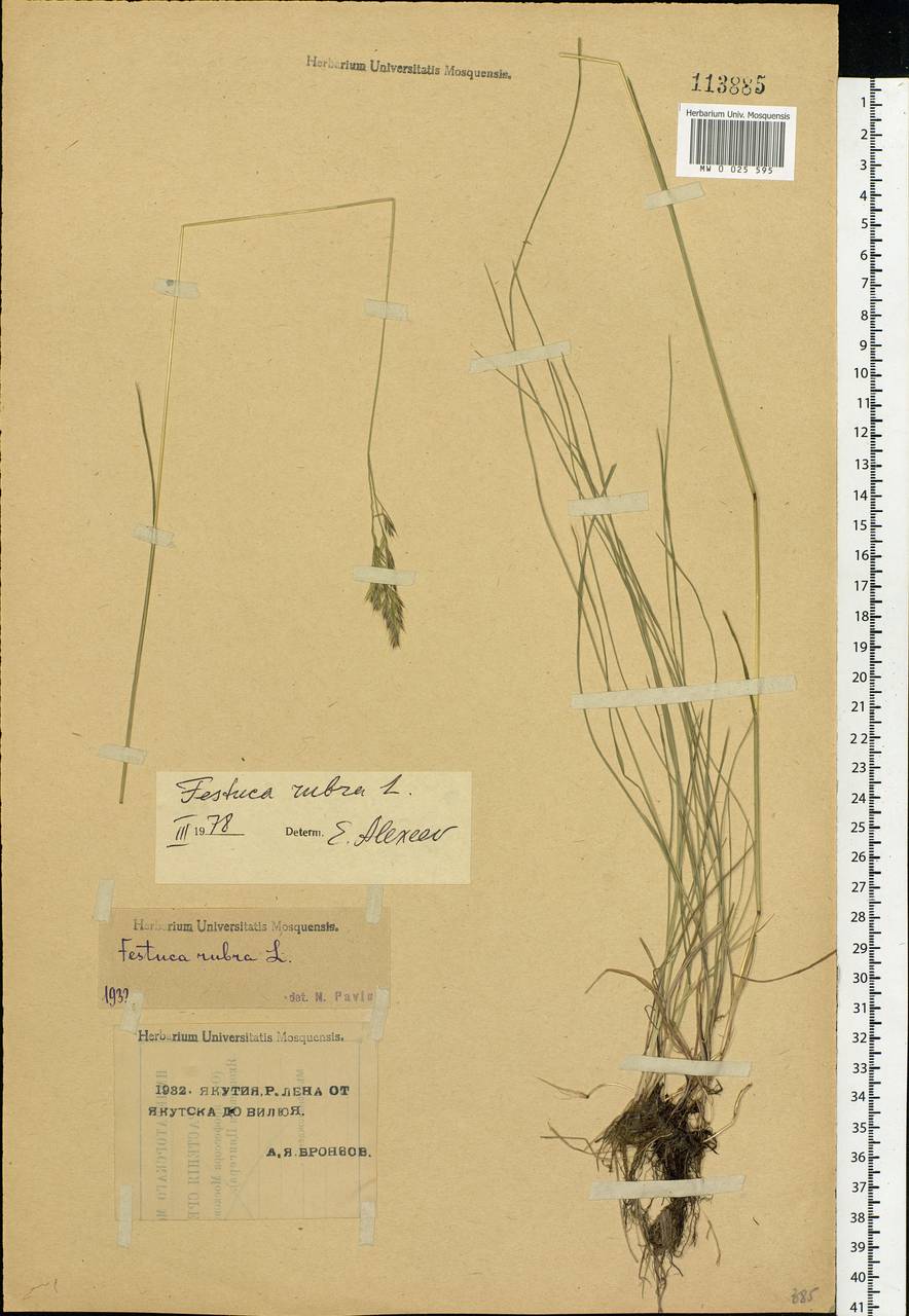 Festuca rubra L., Siberia, Yakutia (S5) (Russia)