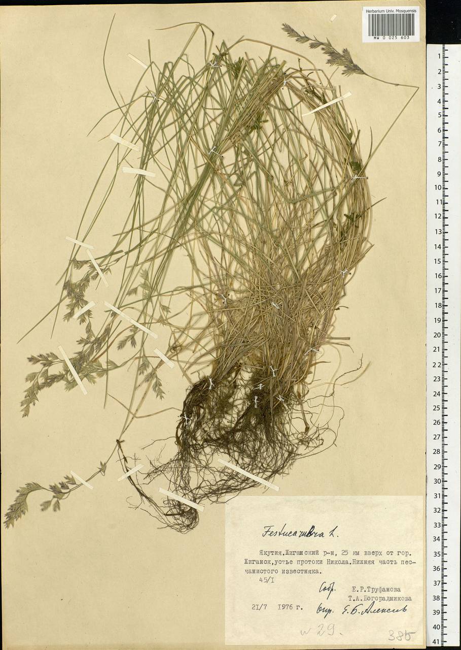 Festuca rubra L., Siberia, Yakutia (S5) (Russia)
